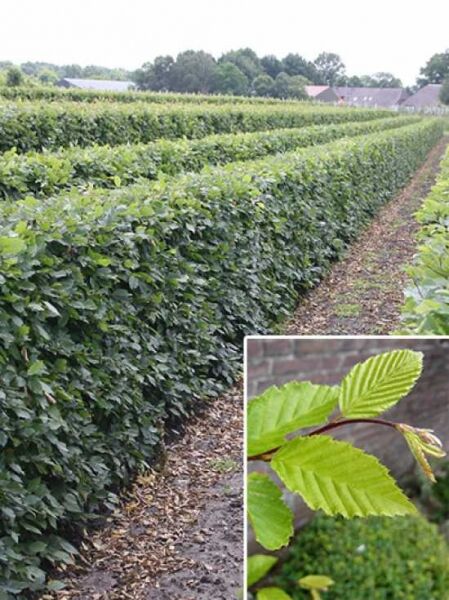 Hainbuche / Fertighecke / Heckenelement 120 cm / Hainbuche / Fertighecke / Heckenelement 120 cm