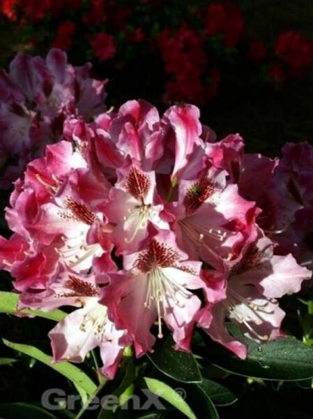 Rhododendron 'Helen Martin' / Rhododendron Hybride 'Helen Martin'