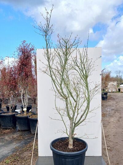 Fächerahorn 'Kinran' - Acer palmatum 'Kinran'