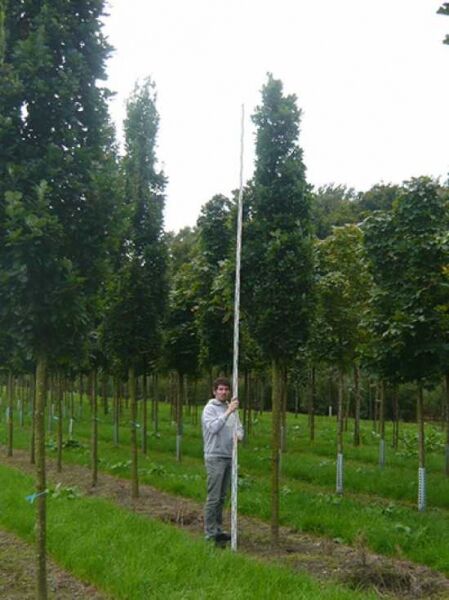 Quercus robur 'Fastigiata Koster' / Säulen-Eiche 'Fastigiata Koster' Hochstamm 20-25 StU mit Drahtballen, schlanker Wuchsform