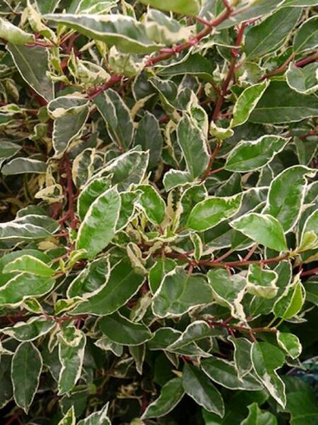 Weißbunte Portugiesische Lorbeerkirsche / Prunus lusitanica 'Variegata'