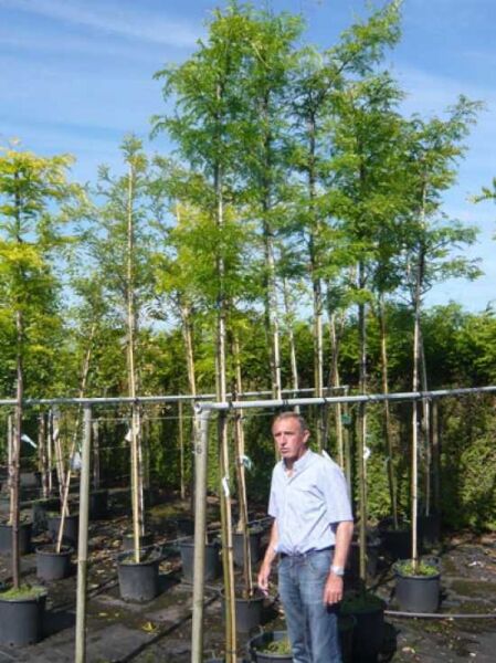 Dornenlose Gleditschie (Gleditsia triacanthos f. 'Inermis') Hochstamm im Container mit schlankem Stamm und grüner Krone.