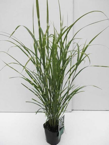 Miscanthus sinensis 'Strictus' – Stachelschweingras, aufrecht wachsendes Zebra-Chinaschilf im Topf, Variante C2