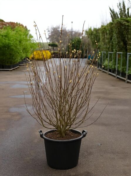 Garten-Eibisch (Hibiscus syriacus) 'Red Heart'®, Strauch im Container C35, 150–175 cm, mit aufrechten Trieben und Knospen