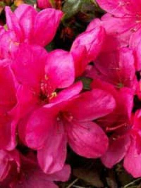Rhododendron obtusum 'Anne Frank' / Japanische Azalee 'Anne Frank'