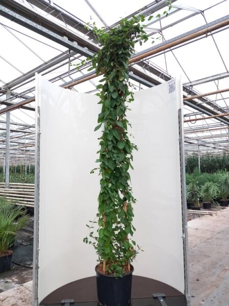 Lonicera japonica 'Hall's Prolific' / Japanisches Geißblatt 'Hall's Prolific', Rankpflanze am Stab, 200-250 cm, C20 Topf