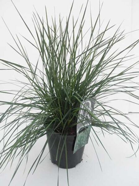 Deschampsia cespitosa 'Tauträger' / Waldschmiele