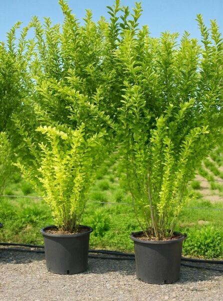 Ligustrum ovalifolium 'Aureum' / Gold-Liguster 200-250 cm C70, gelbgrünes Laub im großen Pflanzcontainer.