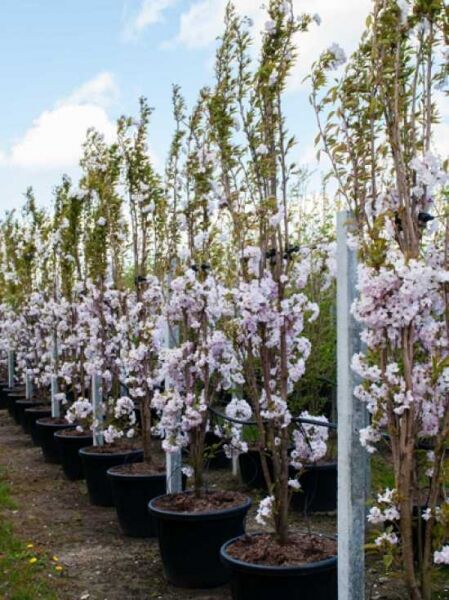 Prunus serrulata 'Amanogawa' / Säulen-Zierkirsche 'Amanogawa' 350-400 cm C150 im Container, blühende Pflanzenreihe