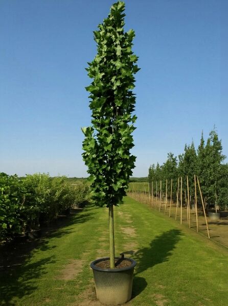 Säulen-Tulpenbaum Liriodendron tulipifera 'Fastigiatum', Hochstamm im Container, 300-350 cm, C90