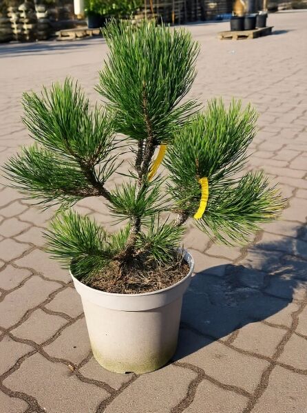 Pinus heldreichii (Schlangenhaut-Kiefer) 30–40 cm im Topf C5, mehrtriebige Panzer-Kiefer mit langen, grünen Nadeln.