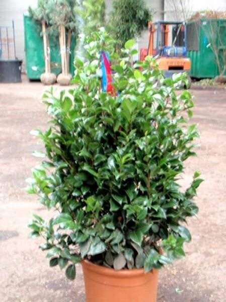 Japanische Kamelie gelb / Camellia japonica gelb