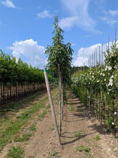 Fraxinus ornus (Blumen-Esche, Manna-Esche) Hochstamm 10-12 StU mit Drahtballen, angebunden im Baumschulquartier.