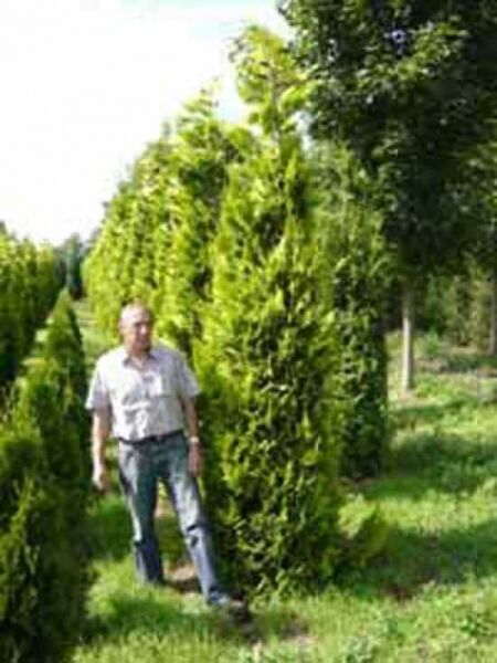 gelbe Scheinzypresse 'Ivonne' / gelbe Scheinzypresse 'Ivonne'