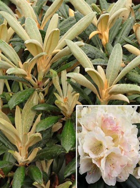 Rhododendron yakushimanum 'Stern von Japan' / Rhododendron 'Stern von Japan'