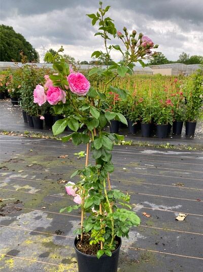 Kletterrose Rosa 'Jasmina ®' (A-Qualität, C5) im Topf mit Rankhilfe, grünes Laub und rosa Blüten.