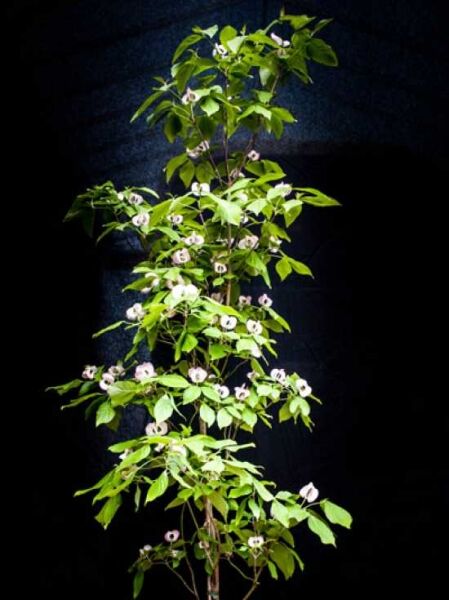 Amerikanischer Blumen-Hartriegel Cornus florida 'Cherokee Chief', 125–150 cm, im Container C20, mit grünem Laub und Blüten.
