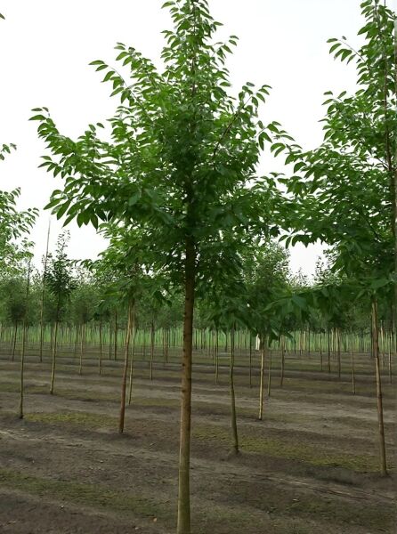 Vogel-Kirsche 'Plena' (Prunus avium 'Plena'), Hochstamm 25-30 StU, Baum mit Stamm und grüner Krone.