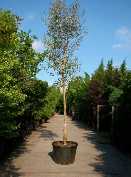 Mostgummi-Eukalyptus (Eucalyptus gunnii) Hochstamm 16-18 StU im Container, mit schlankem Stamm und silbrig-grünem Laub.