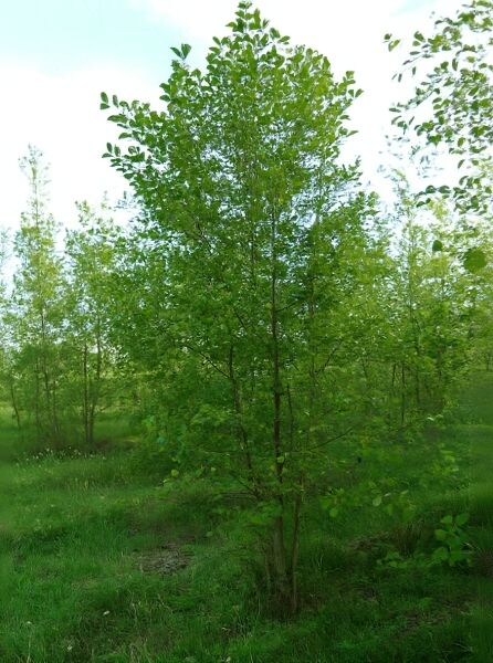 Schwarz-Erle (Alnus glutinosa) Solitärbaum 300–350 cm mit dichtem, grünem Laub und schlankem Stamm.
