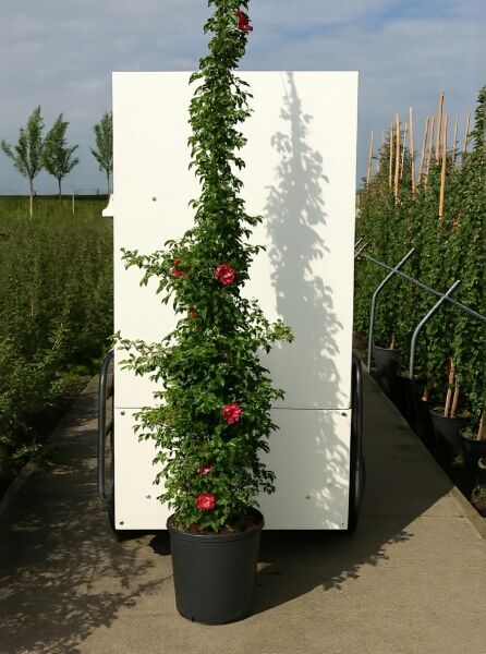 Bodendeckerrose Rosa 'Heidetraum®' im Topf C20, 175–200 cm, auf Stab gezogen, mit grünen Blättern und pinken Blüten.