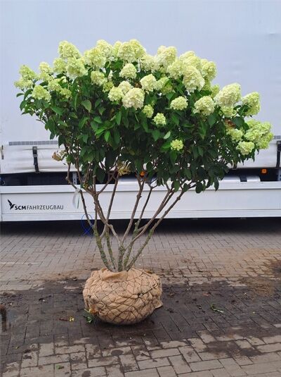 Rispen-Hortensie &#039;Polar Bear ®&#039; &#039;Schirmform&#039; 140-160 cm / Hydrangea paniculata &#039;Polar Bear ®&#039; (1567264)