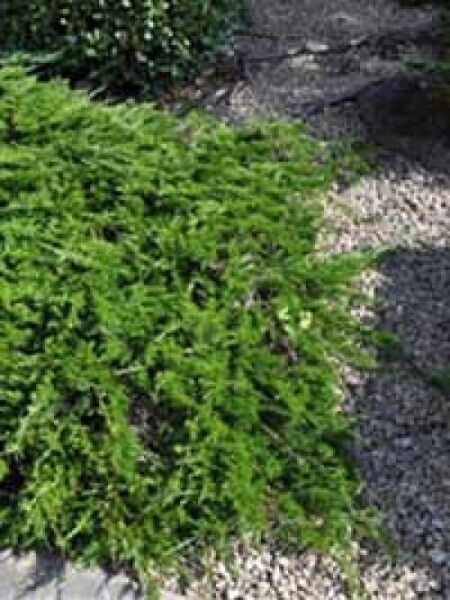 Tamarisken-Wacholder / Juniperus sabina 'Tamariscifolia'