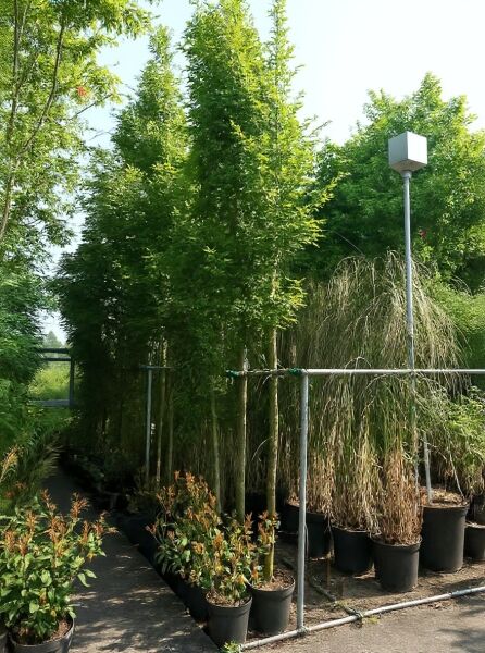 Carpinus betulus (Hainbuche/Weißbuche) Hochstamm 18-20 StU im Container, schlanker Stamm mit grüner Krone in Baumschule