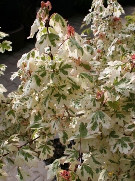 Weißbunter Feldahorn 'Carnival' / Weißbunter Feldahorn 'Carnival'