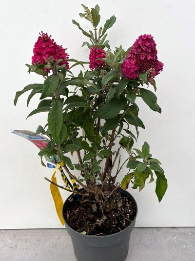 Zwerg-Sommerflieder / Zwerg-Schmetterlingsflieder &#039;Butterfly Candy ® &#039;Little Ruby&#039; / Buddleja davidii &#039;Butterfly Candy ® &#039;Little Ruby&#039;