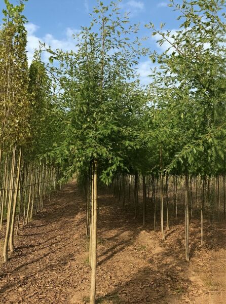 Schlitzblättrige Schwarz-Erle (Alnus glutinosa 'Laciniata') Hochstamm 12-14 StU mit durchgehendem Stamm und grüner Krone.