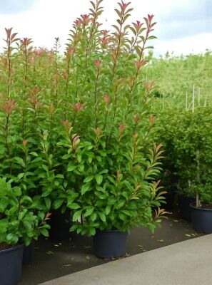 Glanzmispel 'Red Robin' / Photinia fraseri 'Red Robin' gnstig kaufen