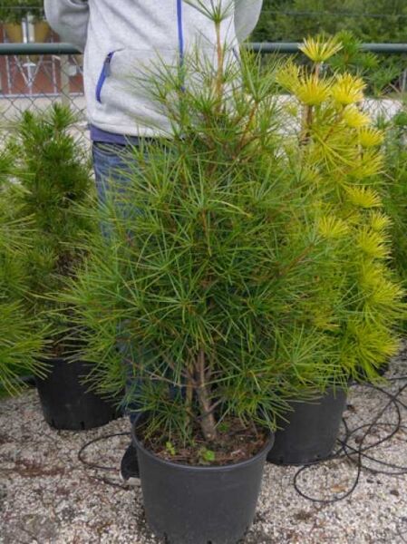 Sciadopitys verticillata / Schirm-Tanne 80-100 cm C20, immergrüne Konifere mit nadelartigen Büscheln im Topf