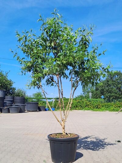 Sieben-Söhne-des-Himmels-Strauch 'mehrstämmig' 200-250 cm - Heptacodium miconioides (1577164)