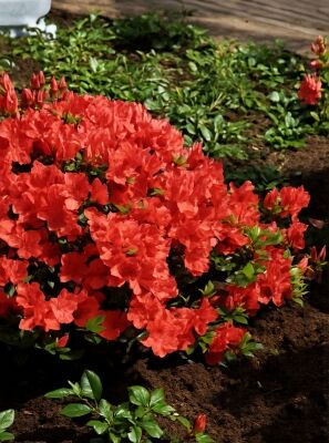 Orange blhende Rhododendron und Azaleen gnstig kaufen