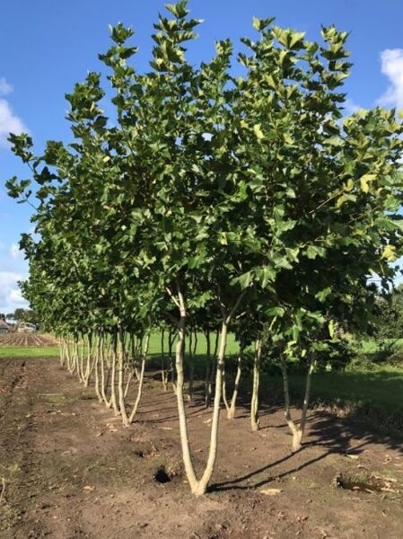 Platanus acerifolia mehrstämmig, Ahornblättrige Platane (Platanus acerifolia) als mehrstämmiger Baum mit grünen Blättern.