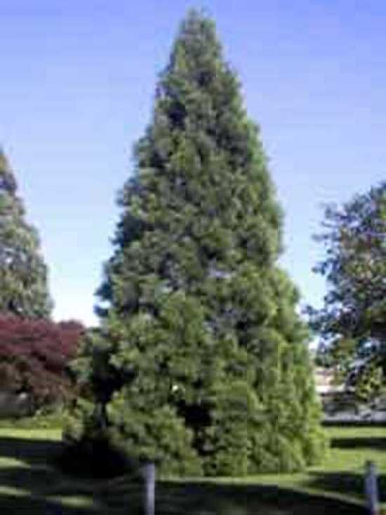 Blauer Mammutbaum / Sequoiadendron Giganteum 'Glaucum' Kaufen