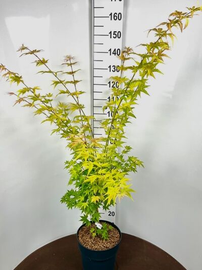 Japanischer Ahorn (Acer palmatum) 'Orange Dream' 60-80 cm C12, im Topf, mehrtriebig, mit gelappten gelbgrünen Blättern.