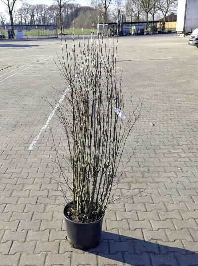 Echte Felsenbirne (Amelanchier rotundifolia/ovalis) 125–150 cm im C20-Container, mehrstämmiger Strauch mit kahlen Trieben.