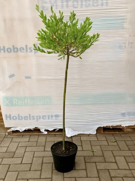 Salix integra 'Hakuro-nishiki' / Harlekinweide als Hochstamm 80 cm, im Topf C4, mit kugeliger Krone und grünem Laub