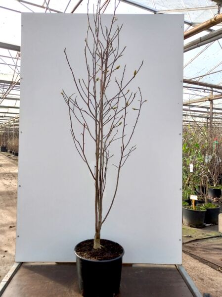 Magnolia ’Pink Pyramid‘ / Tulpenmagnolie ’Pink Pyramid‘ 150-175 cm C20 im Topf, aufrechter Stamm mit verzweigten Trieben und Knospen