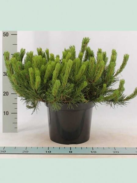 Pinus mugo pumilio / Zwerg-Kiefer 40-50 cm breit C7 im Topf, kompakter Wuchs mit dichten, grünen Nadeln