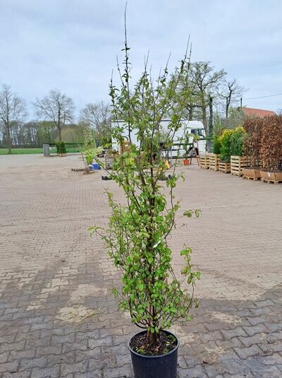Parrotia persica 'Persian Spire', säulenförmiger Eisenholzbaum im Topf, schlanker Wuchs mit grünen Blättern und Trieben