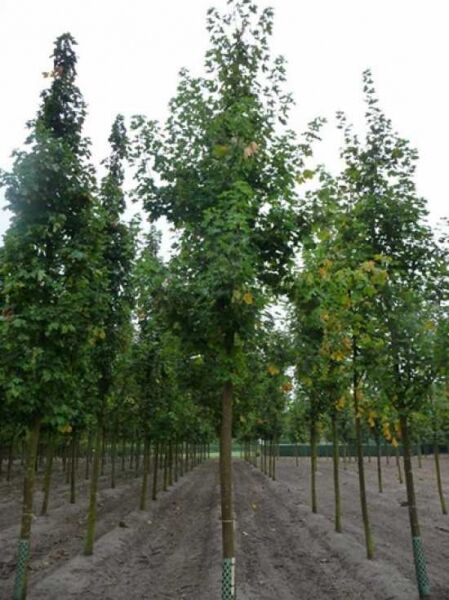Spitz-Ahorn (Acer platanoides) Hochstamm 18-20 StU, gerader Stamm mit Baumkrone und grünem Laub in Baumschulreihe.
