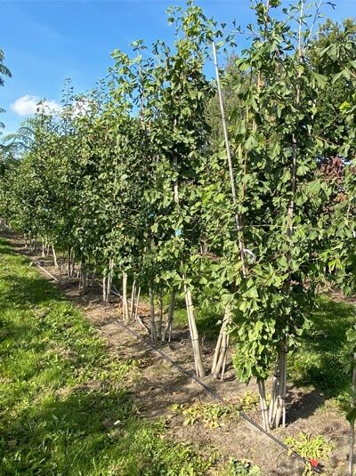 Ginkgobaum / Fächerblattbaum 'mehrstämmig' / Ginkgo biloba