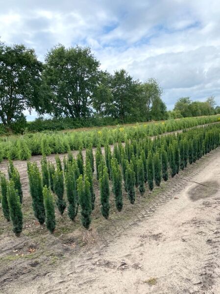 Taxus baccata 'Fastigiata Robusta' / Schmale Säulen-Eibe 60-80 cm m. B., schmale, aufrechte Koniferen in Baumschulreihe