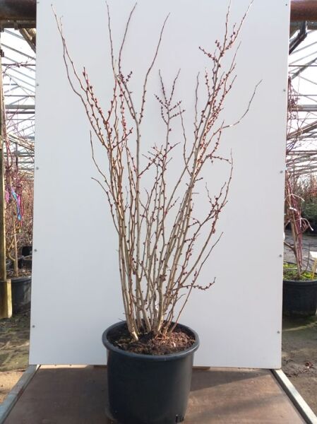 Chinesischer Judasbaum 'Avondale' (Cercis chinensis 'Avondale') 150-175 cm, mehrtriebiger Strauch im Container C35