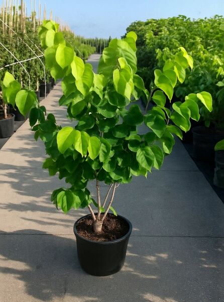 Weißblühender chinesischer Judasbaum 'Shirobana' (Cercis chinensis) 100-125 cm C20, mehrstämmige Kübelpflanze mit grünen Blättern