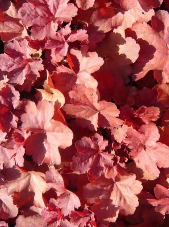 Purpurglöckchen 'Cherries Jubilee'