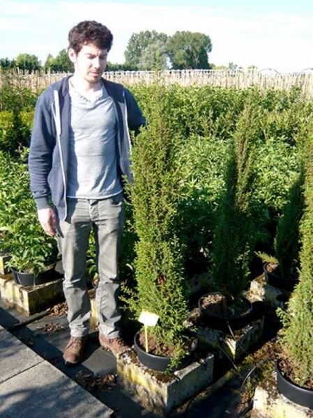 Juniperus communis 'Sentinel' / Säulen-Wacholder 'Sentinel', 100–125 cm, C20, säulenförmiger Nadelstrauch im Container.